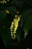 Mahonia japonica Bealei Group RCP3-09 045.jpg